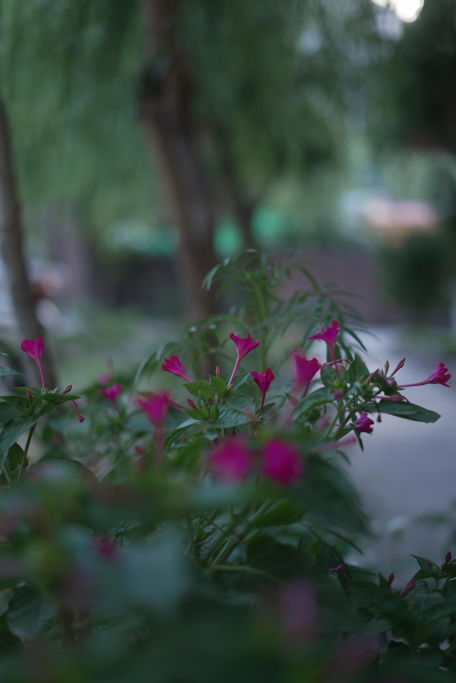 Local blooming flowers