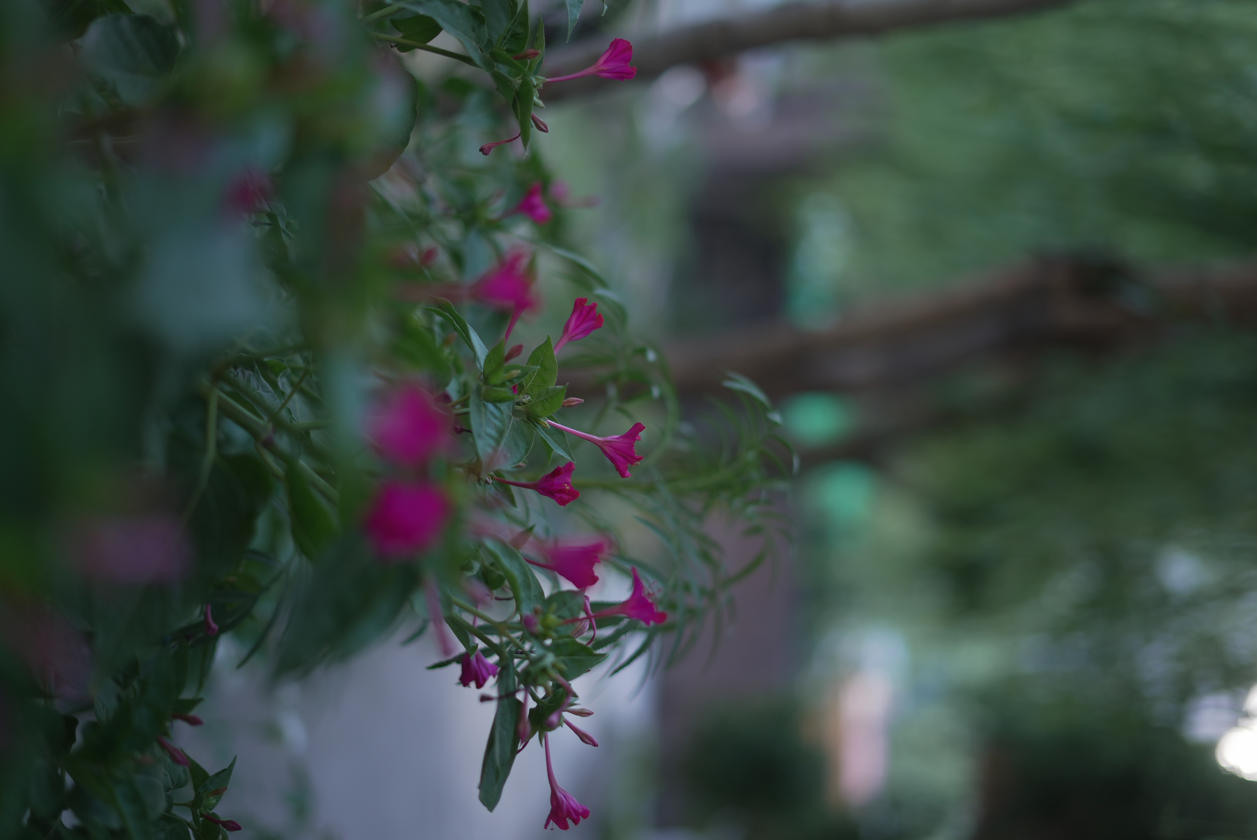 Local blooming flowers